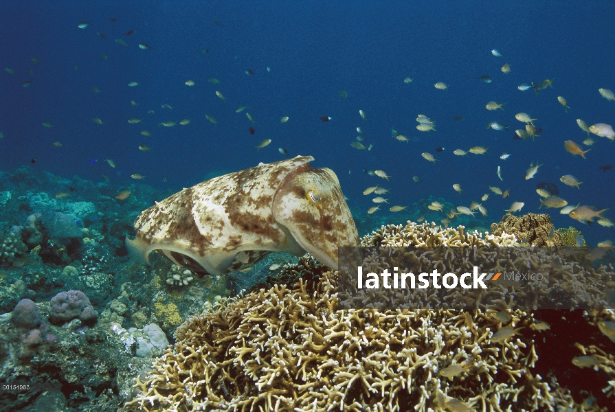 Mujer Broadclub jibias (Sepia latimanus) poner sus huevos en una familia de picadura hydrocoral, Bal