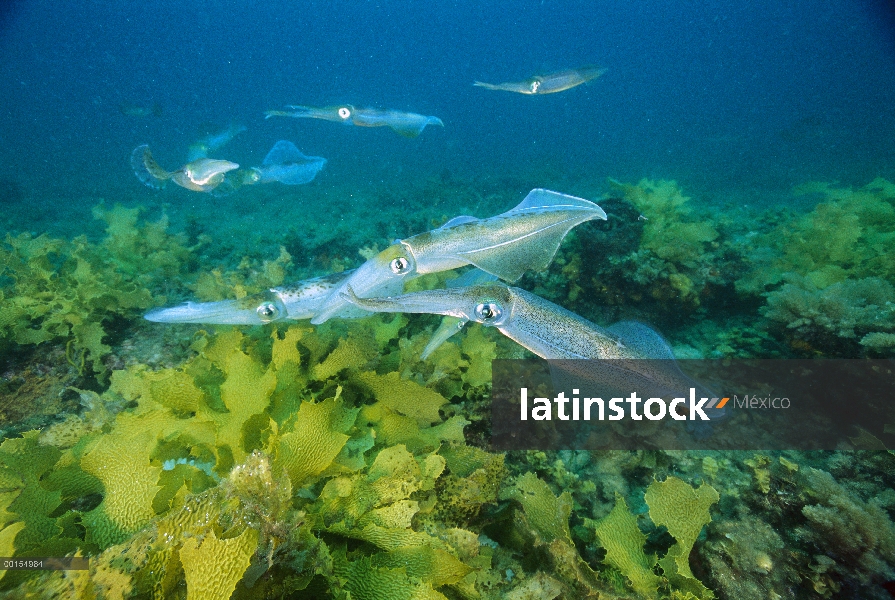 Calamari sur (Sepioteuthis australis) congregando para poner sus huevos, Adelaide, Australia