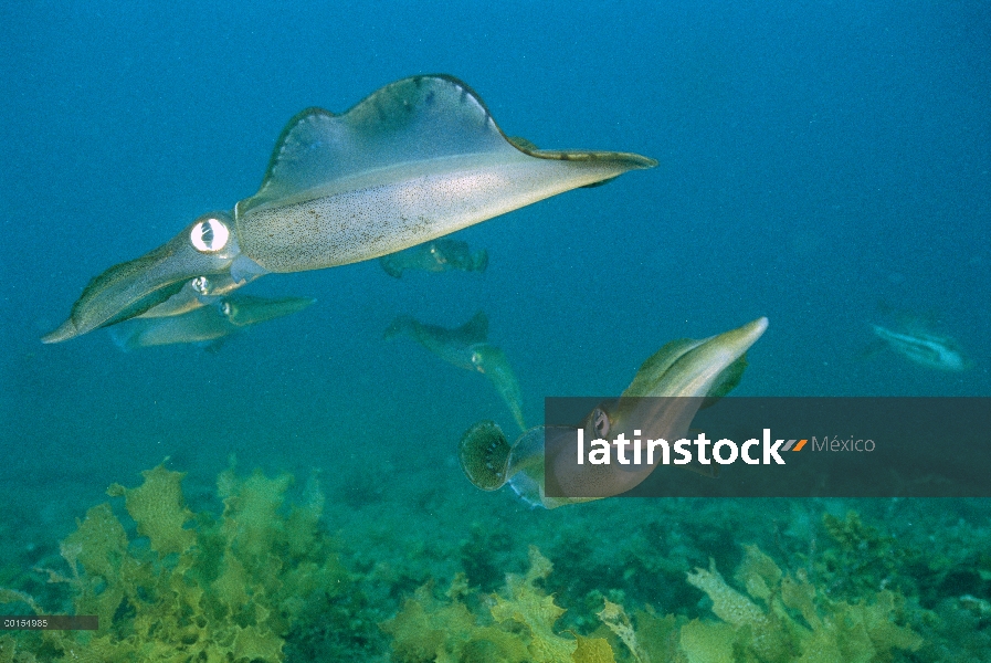 Calamari sur (Sepioteuthis australis) congregando para poner sus huevos, Adelaide, Australia