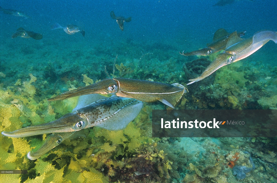 Calamari sur (Sepioteuthis australis) congregando para poner sus huevos, Adelaide, Australia