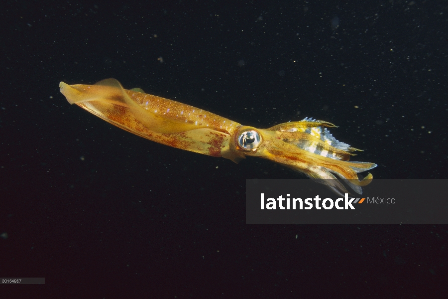 Calamar de arrecife BIGFIN (Sepioteuthis Lessoniana), estrecho de Lembeh, Indonesia