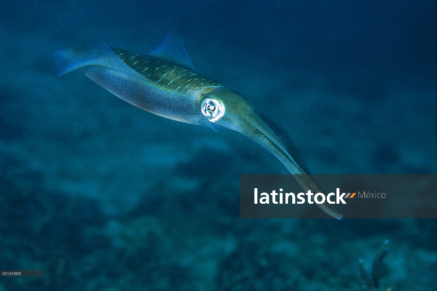 Calamar de arrecife BIGFIN (Sepioteuthis Lessoniana), estrecho de Lembeh, Indonesia