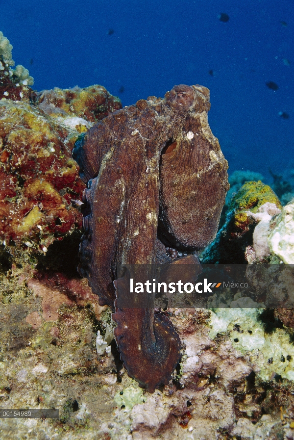 Reef Octopus (pulpo cyanea), las islas Gili, Indonesia