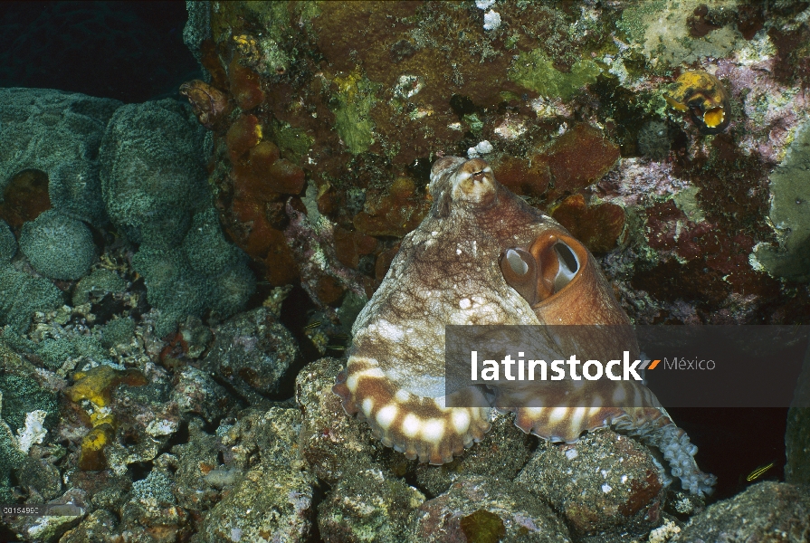 Pulpo de arrecife (pulpo cyanea) que cambio de color, secuencia de las islas Gili, Indonesia 1 de 2