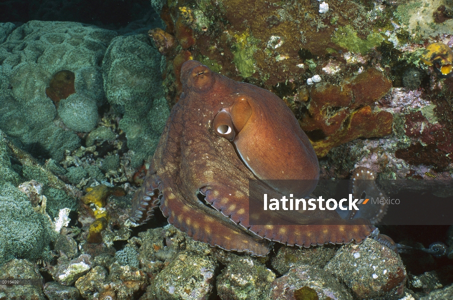 Pulpo de arrecife (pulpo cyanea) que cambio de color, secuencia de las islas Gili, Indonesia 1 de 2