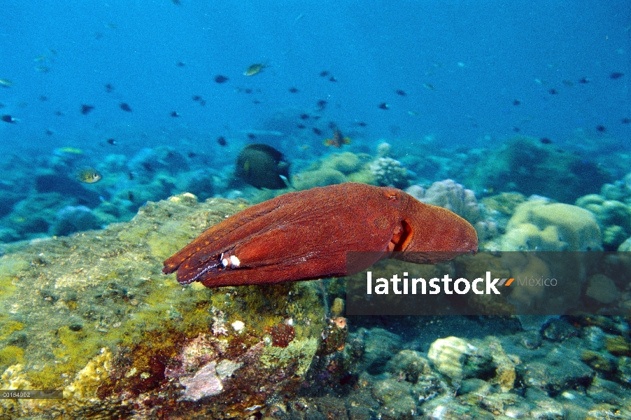 Reef Octopus (pulpo cyanea) echar en chorro sobre el arrecife, islas Gili, Indonesia
