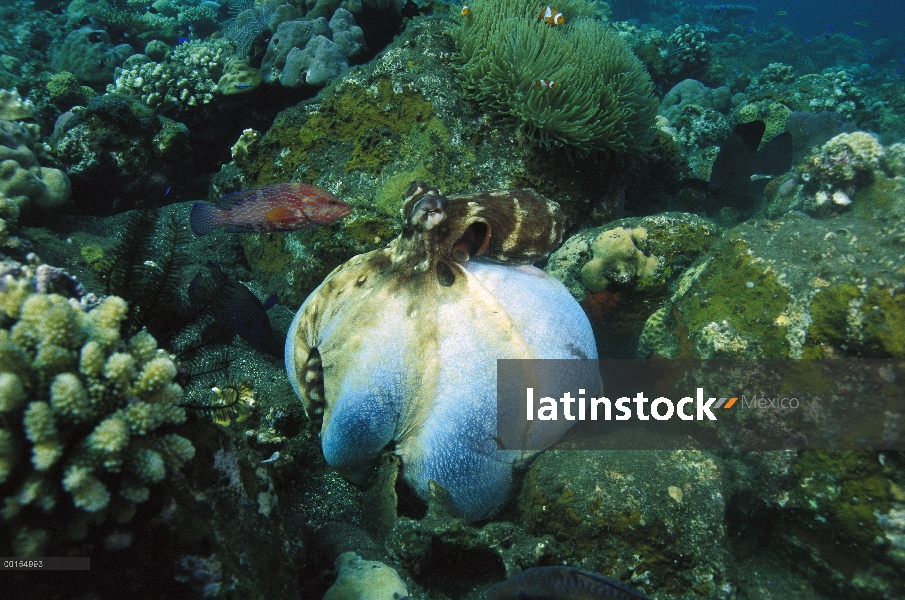 Reef Octopus (pulpo cyanea) envolviendo una piedra con la cinta entre sus brazos para atrapar la pre