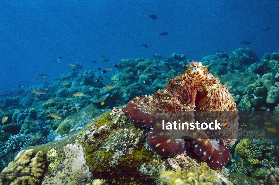 Reef Octopus (pulpo cyanea), las islas Gili, Indonesia