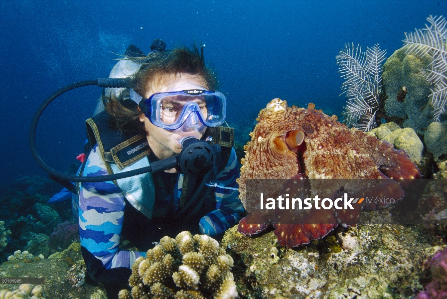 Pulpo de arrecife (pulpo cyanea) en buceo, las islas Gili, Indonesia
