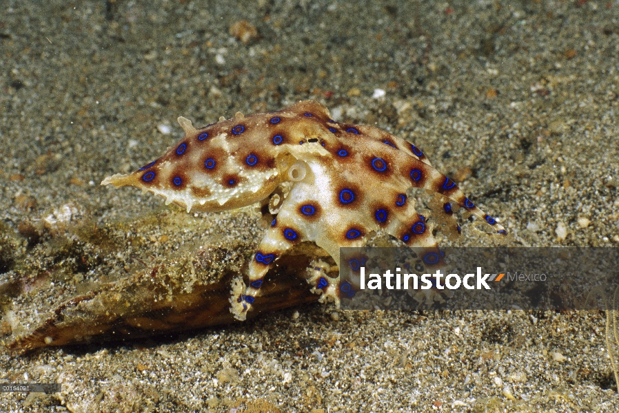 Pulpo de anillos azules (Hapalochlaena sp) natación, estrecho de Lembeh, Indonesia