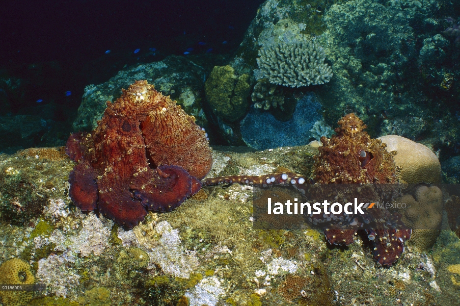 Par de pulpo (pulpo cyanea) apareamiento, Bali, Indonesia del arrecife