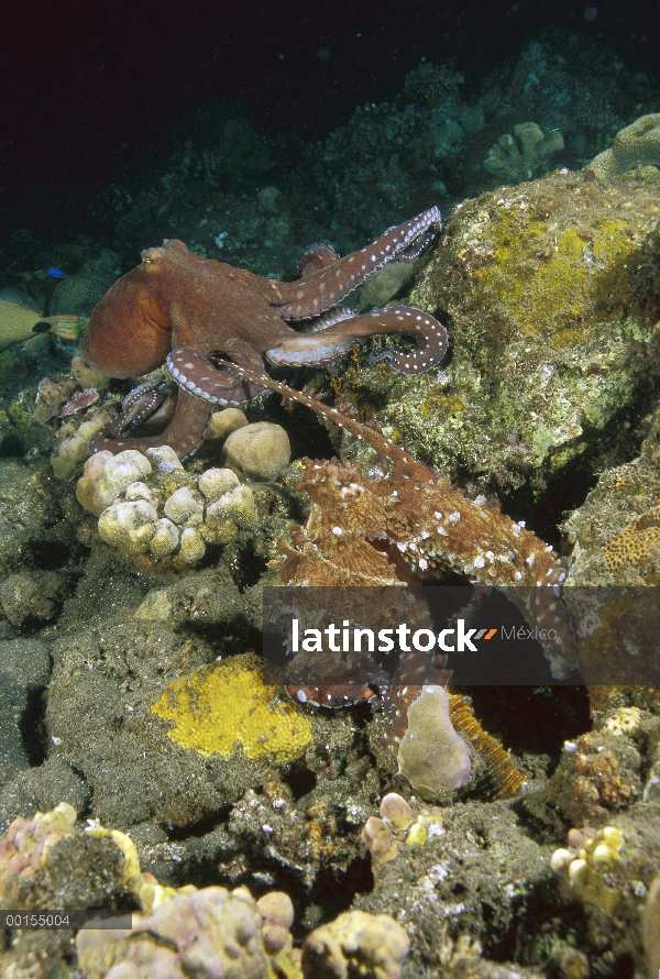 Par de pulpo (pulpo cyanea) apareamiento, Bali, Indonesia del arrecife