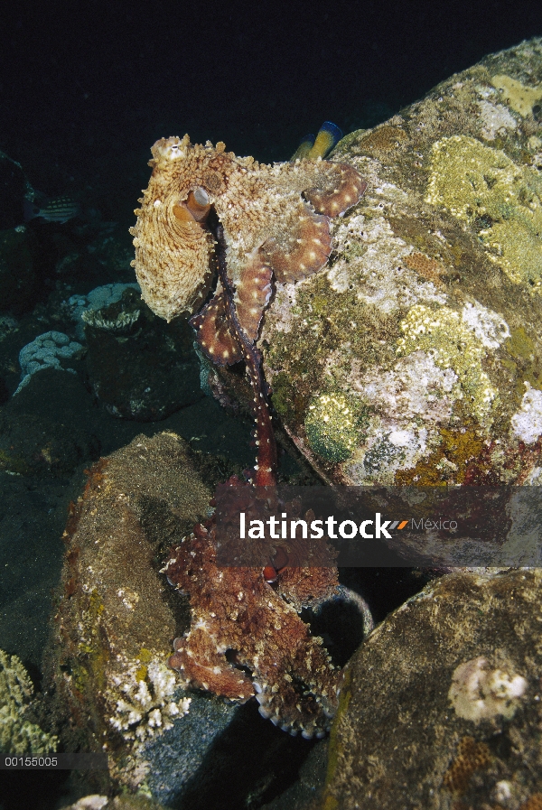 Par de pulpo (pulpo cyanea) apareamiento, Bali, Indonesia del arrecife