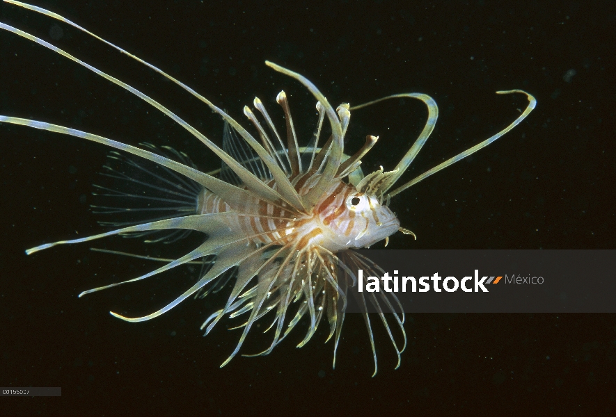 Juveniles de pez león (Pterois volitans) común, Bali, Indonesia