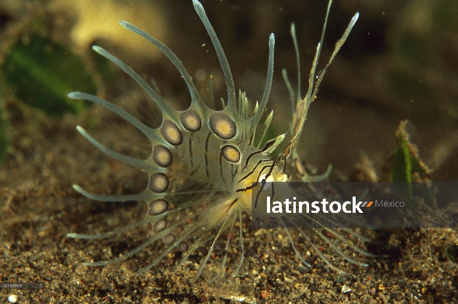 Juvenil de veriles pez león (Pterois antennata), Bali, Indonesia