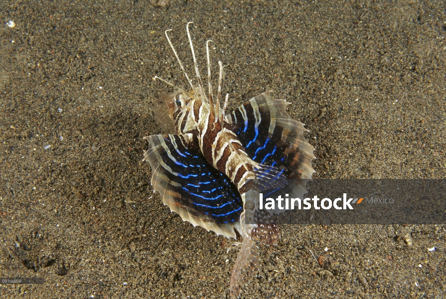 Blackfoot Firefish (Parapterois heterurus) en el fondo del océano, Bali, Indonesia