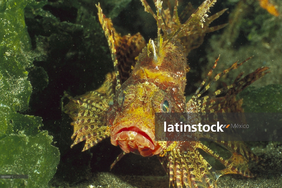 Shortfin Turkeyfish (Dendrochirus brachypterus), Bali, Indonesia