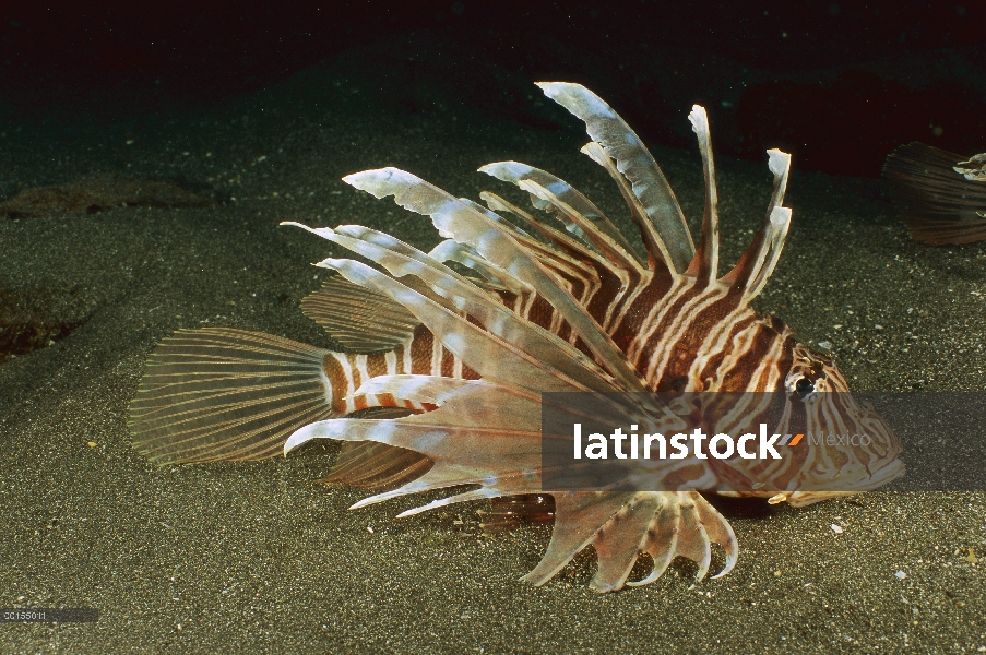 Clearfin pez león (Pterois kodipungi) en el fondo del océano, Bali, Indonesia