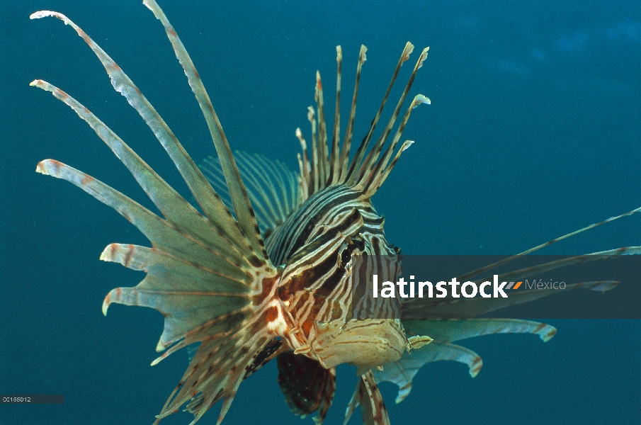 Clearfin pez león (Pterois kodipungi), Bali, Indonesia