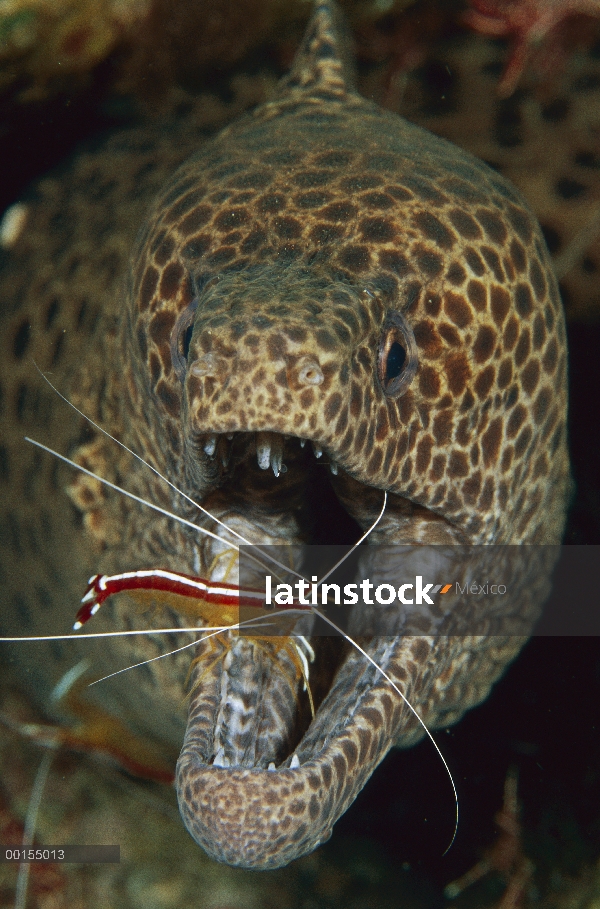 Visto morena (Gymnothorax isingteena) siendo limpiado por escarlata limpiador camarón (Lysmata amboi