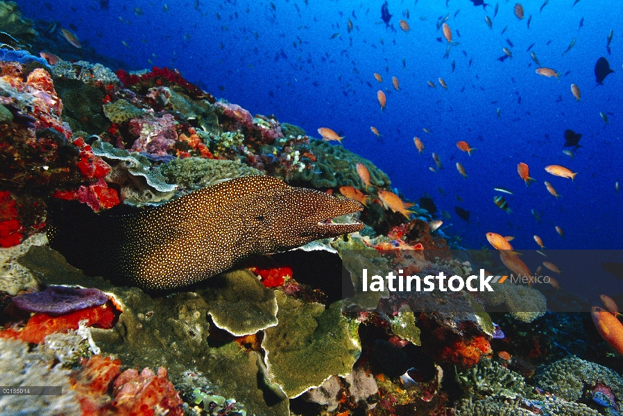 Rubia morena (Gymnothorax meleagris) en arrecifes de coral, Bali, Indonesia