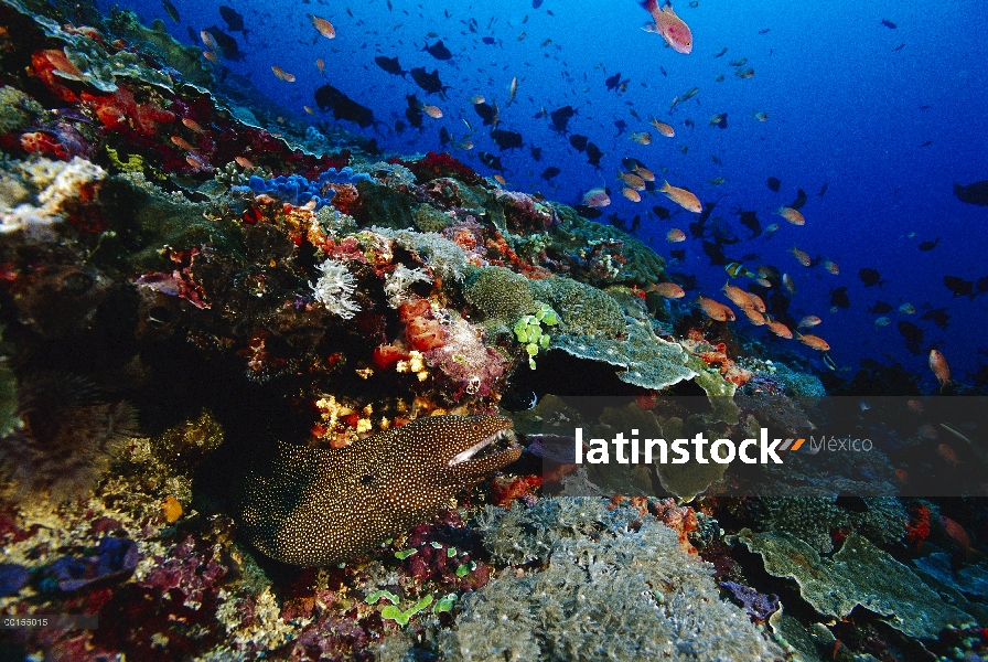 Rubia morena (Gymnothorax meleagris) en arrecifes de coral, Bali, Indonesia