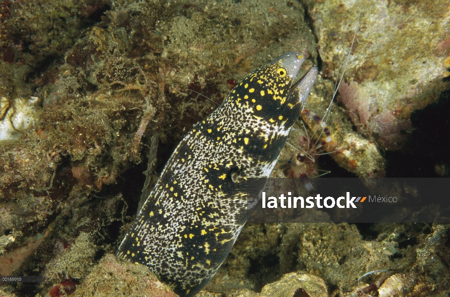 Morena copo de nieve (Echidna nebulosa), Ambon, Indonesia