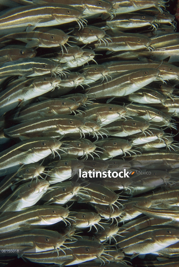 Escuela de bagre (Plotosus lineatus) rayas, Bali, Indonesia