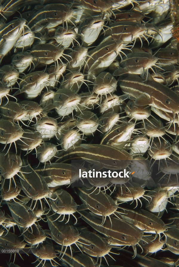 Escuela de bagre (Plotosus lineatus) rayas, Bali, Indonesia