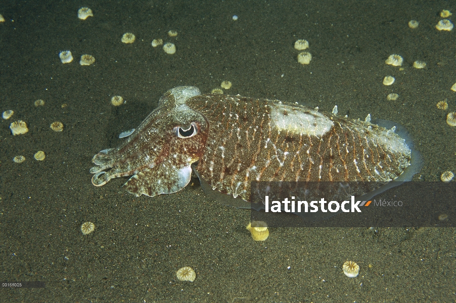 Aguja de sepia (Sepia aculeata) en el fondo del océano, Bali, Indonesia