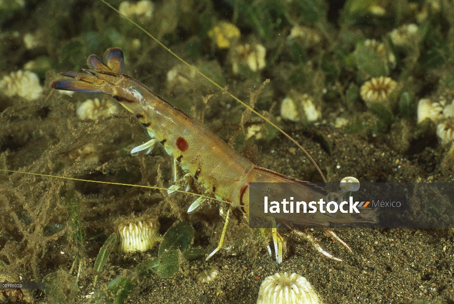 Occidental de langostino (Melicertus latisulcatus), Bali, Indonesia