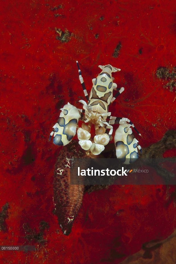 Camarón Arlequín (Hymenocera picta) con el brazo de una estrella de mar sobre el que ha estado alime