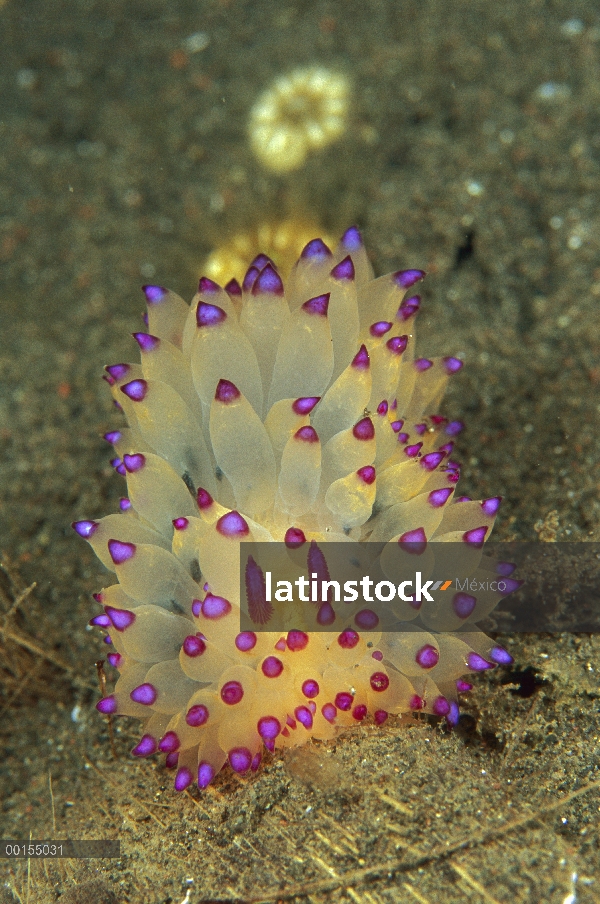 Nudibranquio (Janolus sp) en el fondo del océano, Bali, Indonesia