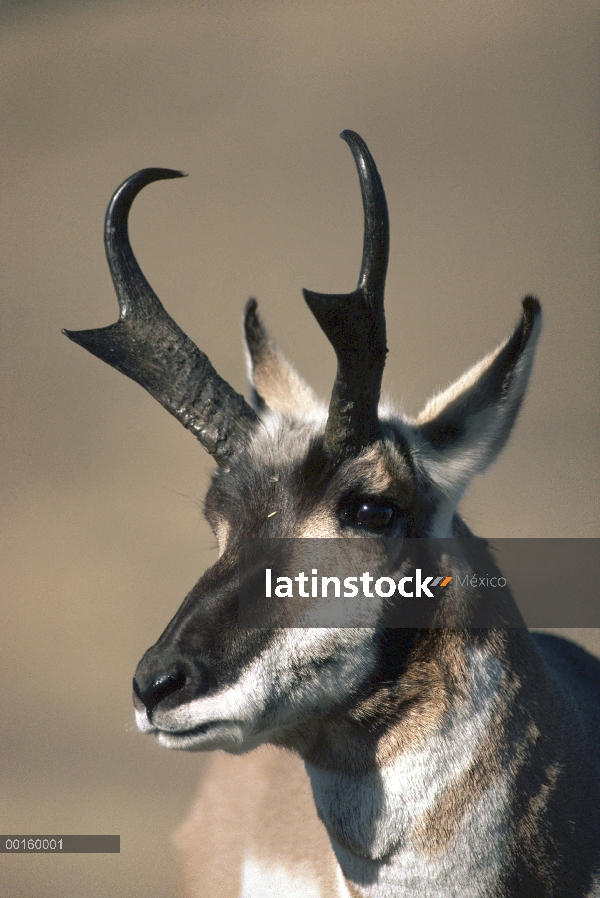 Retrato adulto Antílope de pronghorn (Antilocapra americana) en el otoño, Montana