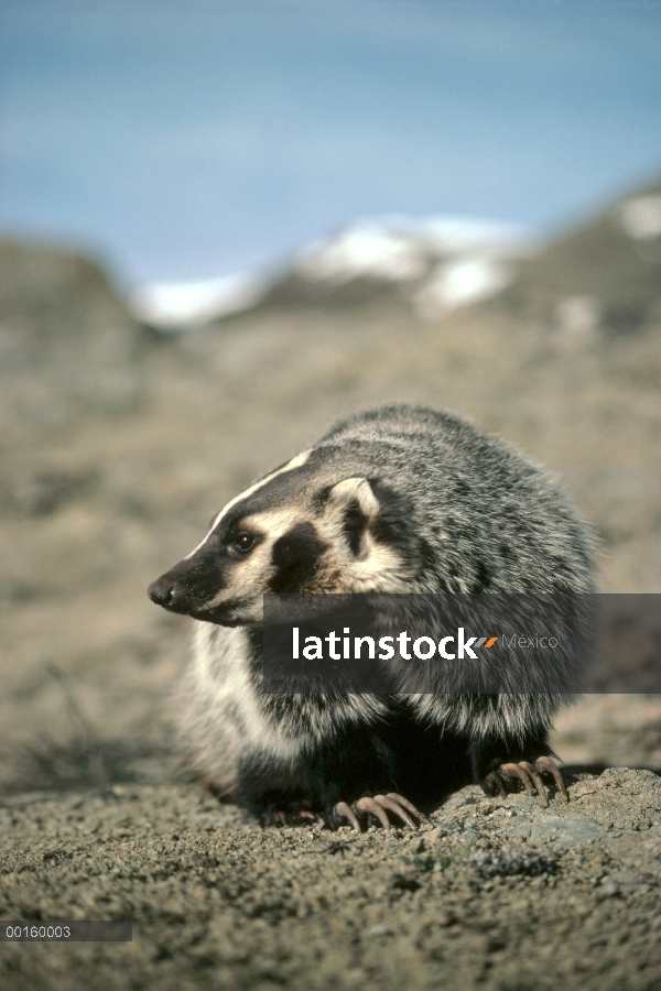 Retrato de tejón americano (Taxidea taxus) en la primavera, Idaho