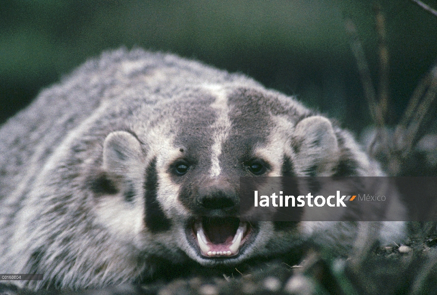 Tejón americano (Taxidea taxus) en tierra de fuego quemada muestra bostezo amenaza, Parque Nacional 