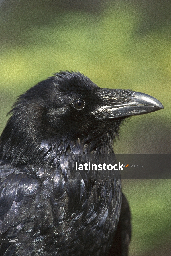 Cuervo común (Corvus corax) en verano, Alaska