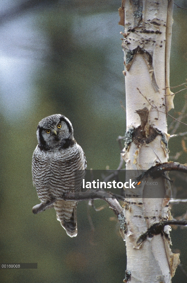 Norte Hawk Owl (Surnia ulula) percha de árbol en primavera, Alaska