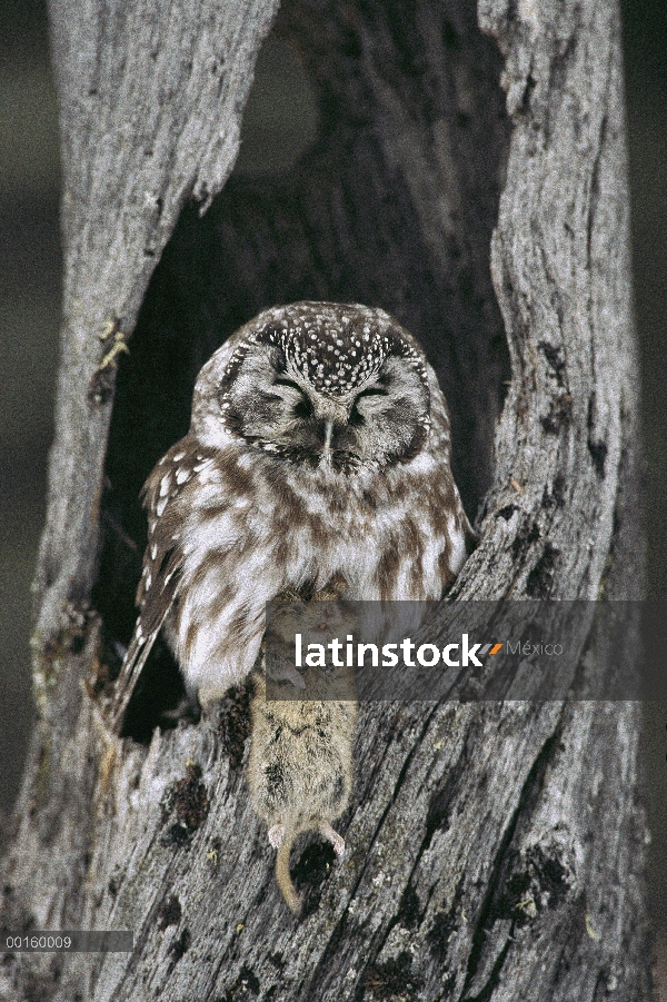 Buho boreal (Aegolius funereus) en cavidad de árbol con ratón capturado de banco (Clethrionomys glar