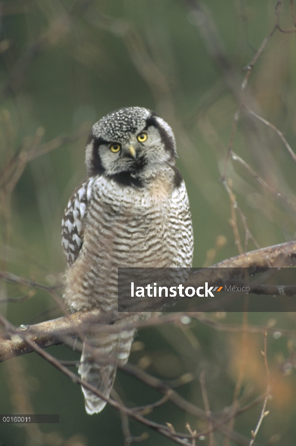 Hawk Owl (Surnia ulula) norte perchado en la rama, la primavera, Alaska