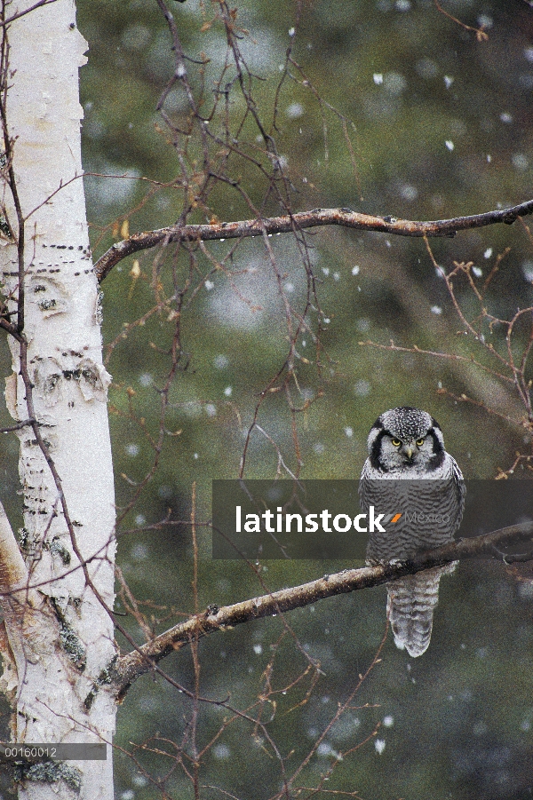 Buho del halcón Norte (Surnia ulula) perchado en la rama durante la Nevada en la primavera, Alaska