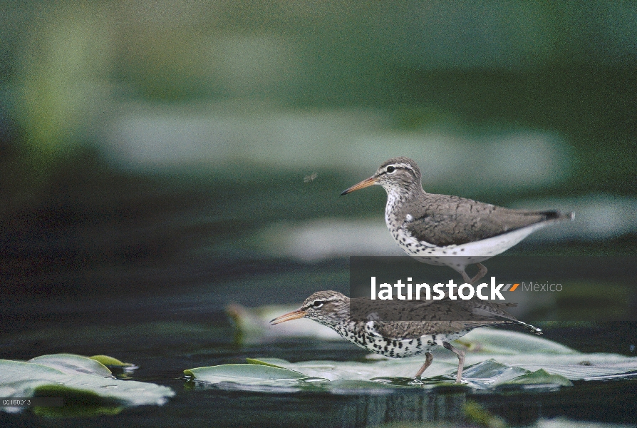 Playero Coleador (Tringa macularia) pareja noviazgo estando en las almohadillas de lirio en el veran