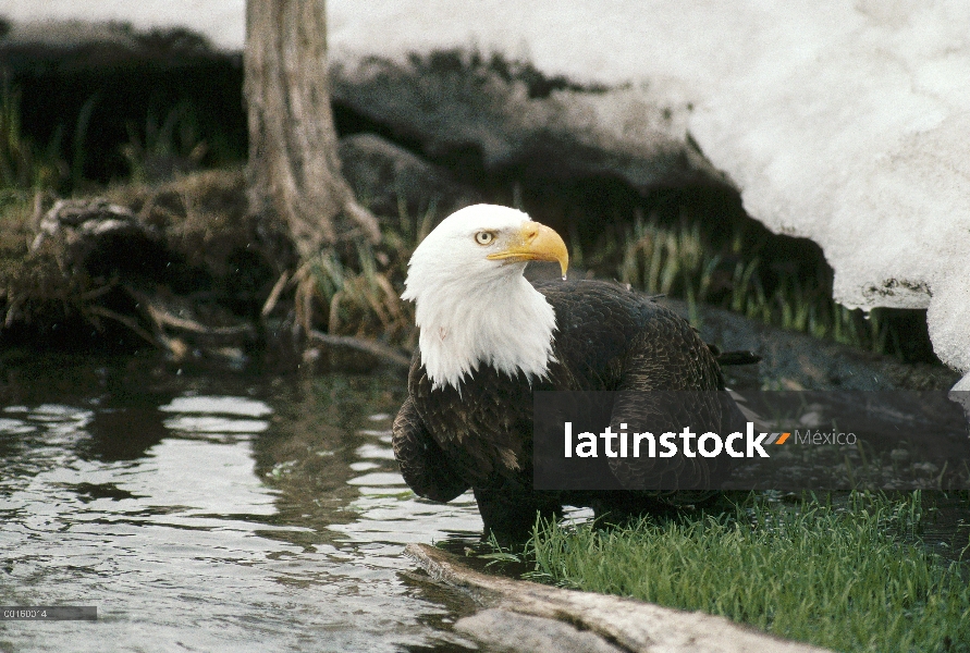 Águila calva (Haliaeetus leucocephalus) bañándose a lo largo de la orilla del agua en el invierno, I