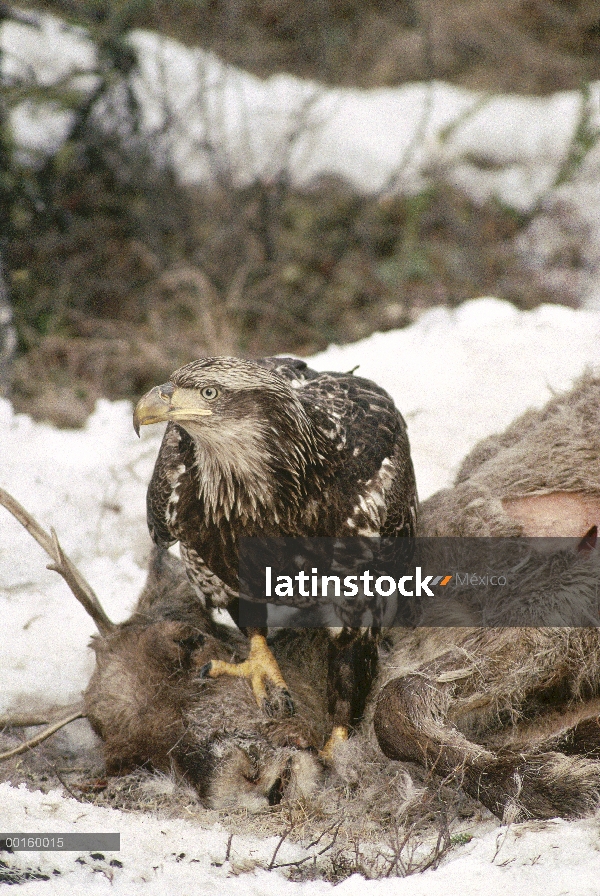 Águila calva (Haliaeetus leucocephalus) juvenil alimentándose de canal de caribú (Rangifer tarandus)