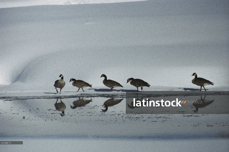 Barnacla Canadiense (Branta canadensis) grupo refleja a lo largo del estanque en invierno, Idaho