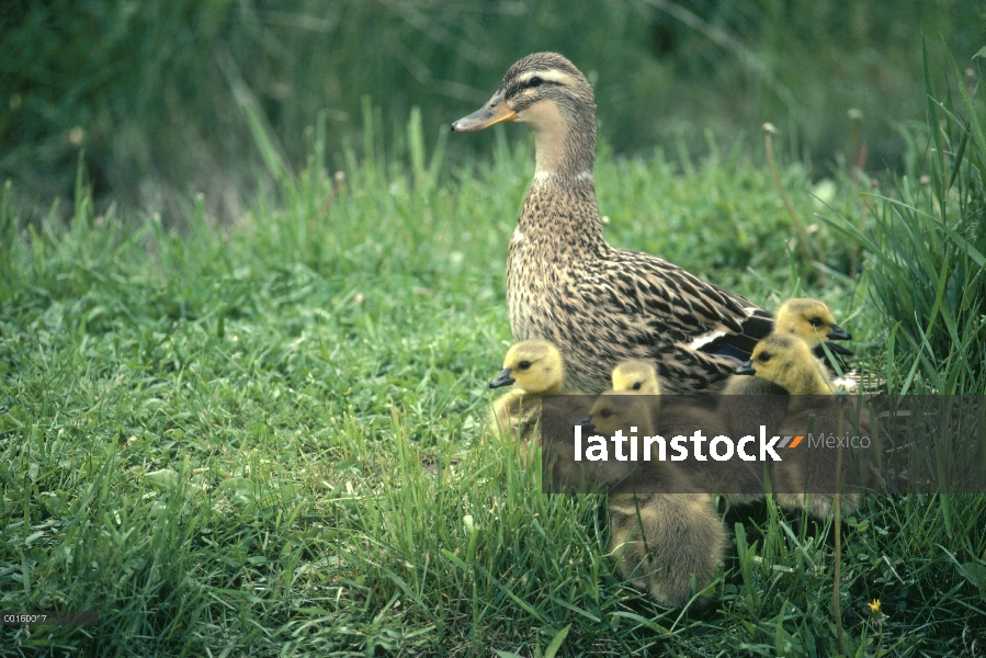 Ánade azulón (Anas platyrhynchos) hembra con pichones adoptados de Canadá (Branta canadensis) en la 