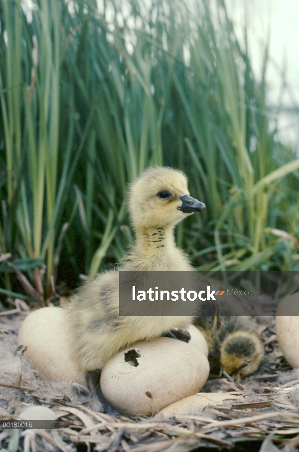 Barnacla Canadiense (Branta canadensis) crías en nido con huevos eclosionados, primavera, Idaho