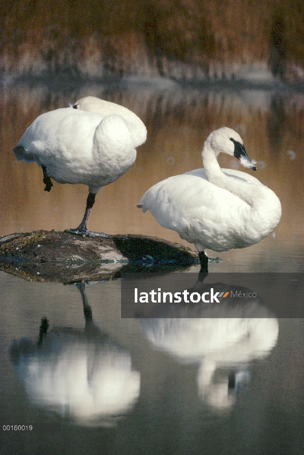 Cisne Trompetero (Cygnus buccinator) par dormir en estanque, Parque Nacional de Yellowstone, Wyoming