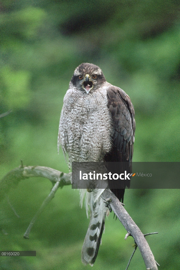 Azor (Accipiter gentilis) llamando al perchado en la rama, América del norte