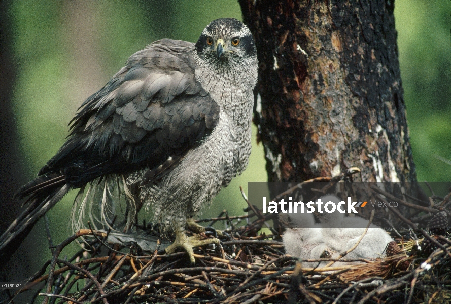 Padre de Azor (Accipiter gentilis) norte en nido con polluelos, América del norte